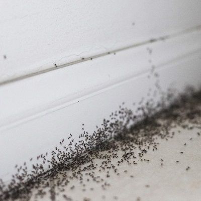 Ant Invasions: Surface Cleaning Techniques to Erase Chemical Trails Left by Ants