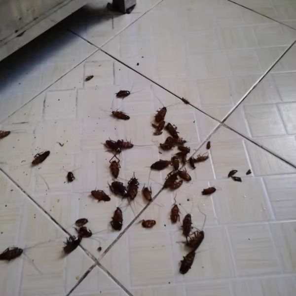 Pest Prevention & Home Hygiene Crucial for tropical climates like Malaysia, where heat and humidity attract lizards, ant