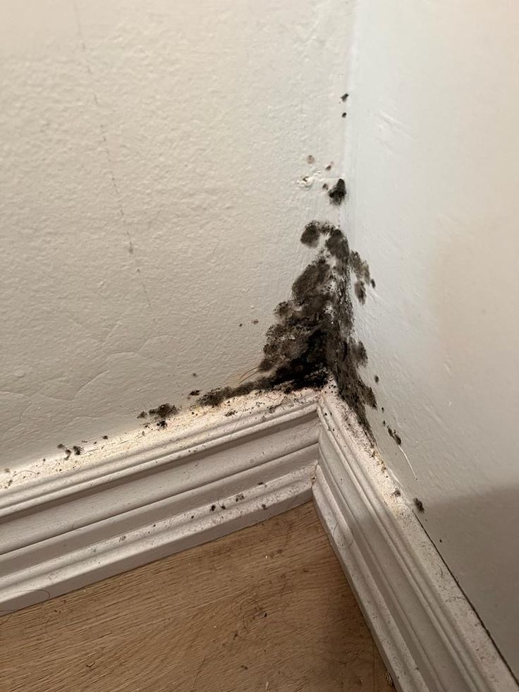 Mold & Damp Odors: Eliminating Musty Wardrobe & Room Smells During the Rainy Season